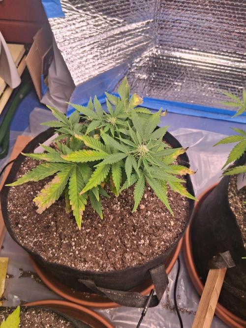 2nd indoor grow. Week 7 - Sour Jealousy sad little guy.