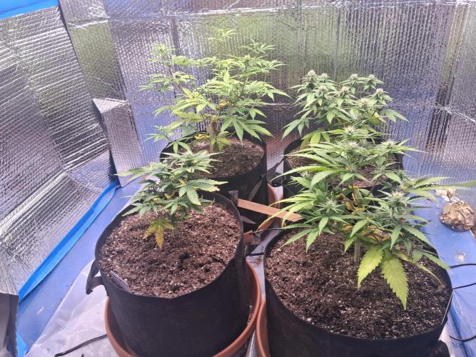 2nd indoor grow. Week 7 - Before light LST