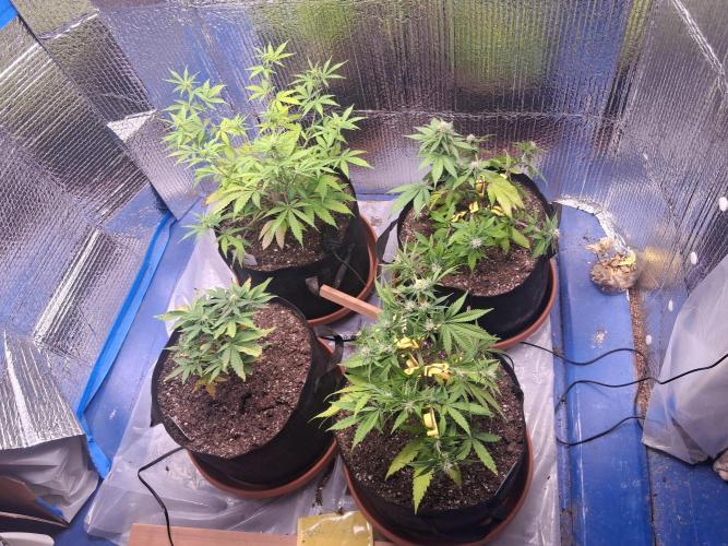 2nd indoor grow. Week 7 - After light LST. 