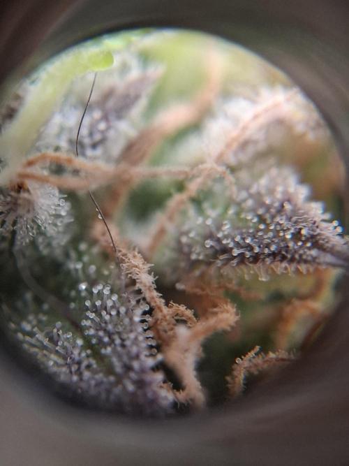 1st indoor grow.. Week 15