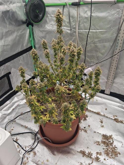 1st indoor grow.. Week 15