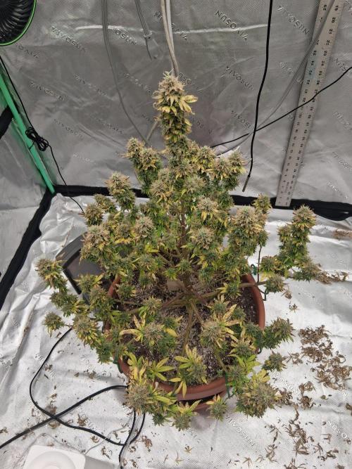 1st indoor grow.. Week 15