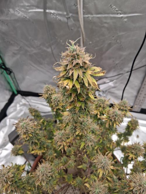 1st indoor grow.. Week 15