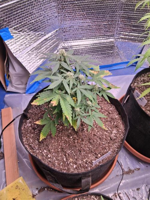 2nd indoor grow. Week 8 - Sour Jealousy 