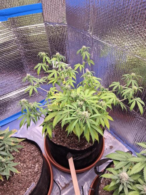 2nd indoor grow. Week 8 - Mystery mix pack 