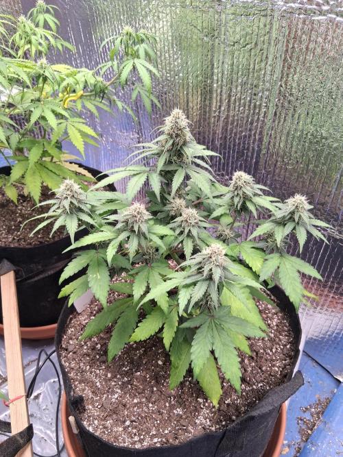 2nd indoor grow. Week 8 - Tropicana Cookies 