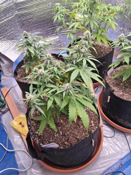 2nd indoor grow. Week 8 - Gorilla Cookies 