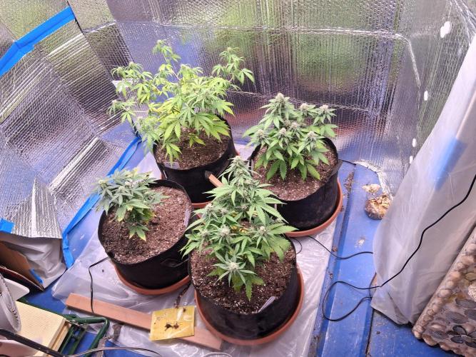 2nd indoor grow. Week 8