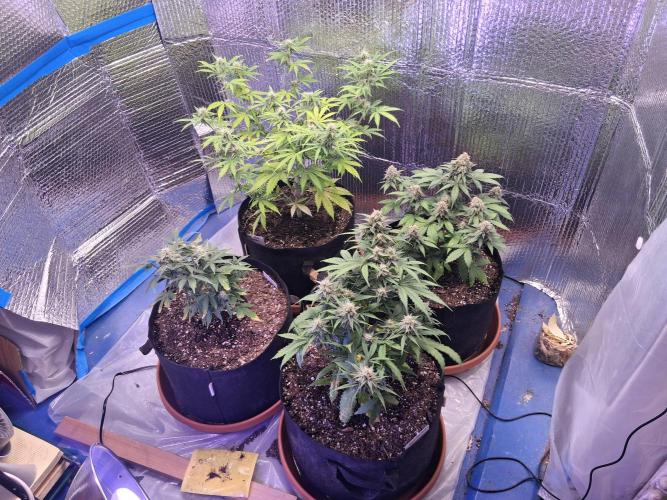 2nd indoor grow. Week 9