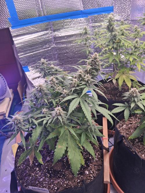 2nd indoor grow. Week 9 - Gorilla Cookies 