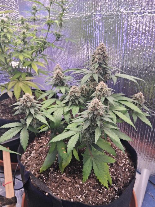 2nd indoor grow. Week 9 - Tropicana Cookies 