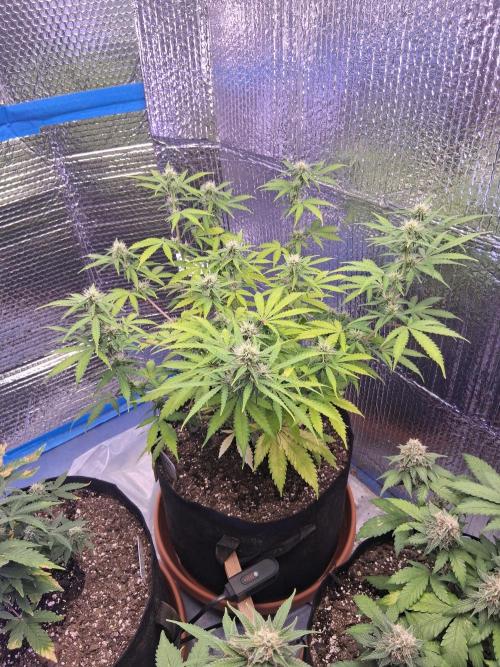 2nd indoor grow. Week 9 - Mystery 