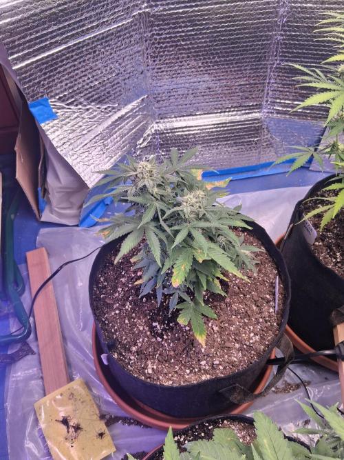 2nd indoor grow. Week 9 - Sour Jealousy 