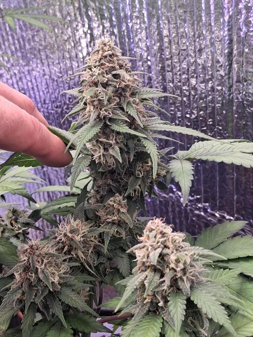 2nd indoor grow. Week 9 - Tropicana Cookies 