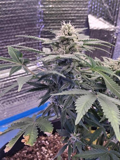 2nd indoor grow. Week 9 - Sour Jealousy 