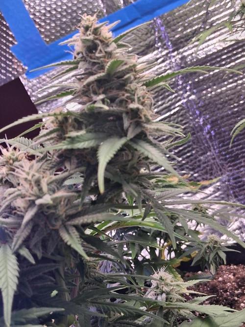 2nd indoor grow. Week 9 - Gorilla Cookies 