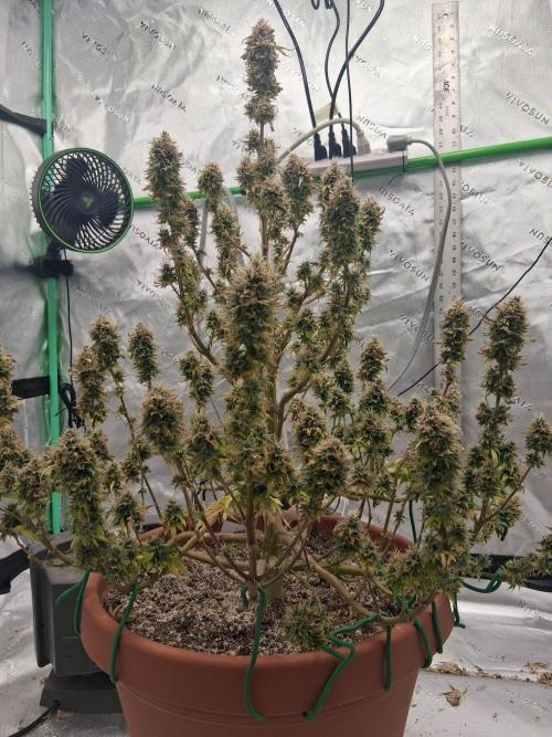 1st indoor grow.. Week 16