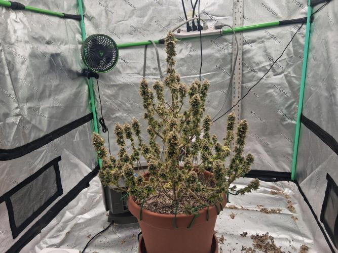 1st indoor grow.. Week 16