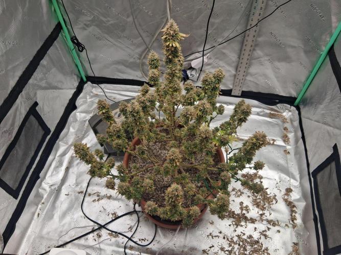 1st indoor grow.. Week 16