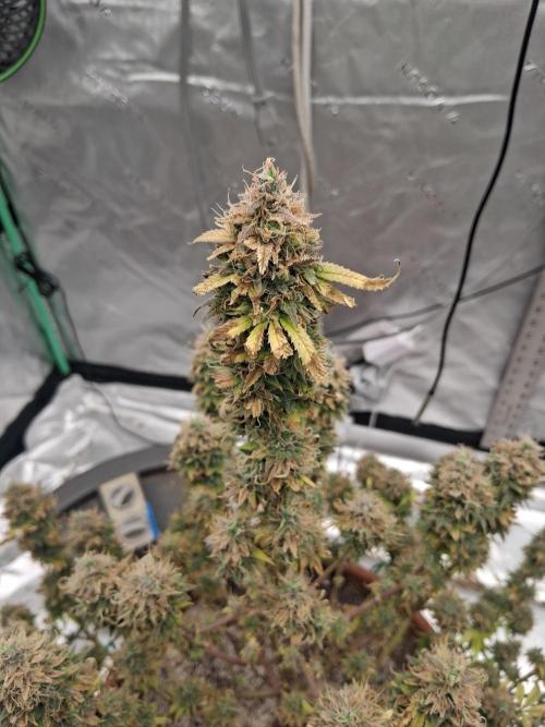 1st indoor grow.. Week 16