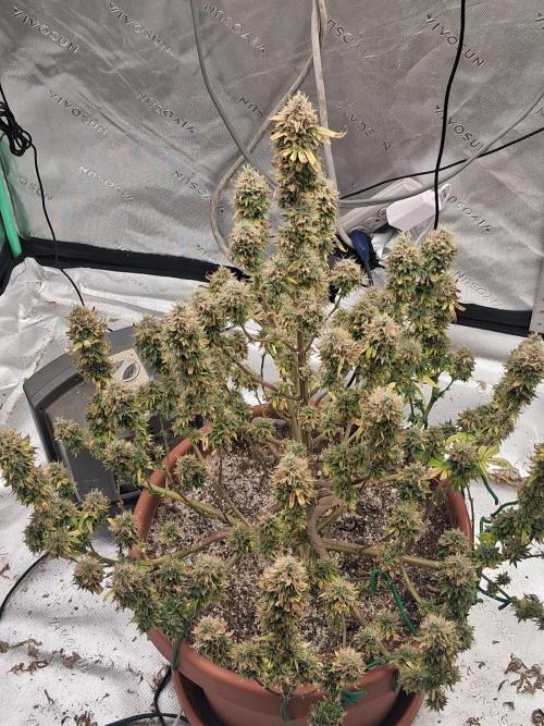 1st indoor grow.. Week 16