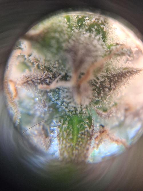 1st indoor grow.. Week 16