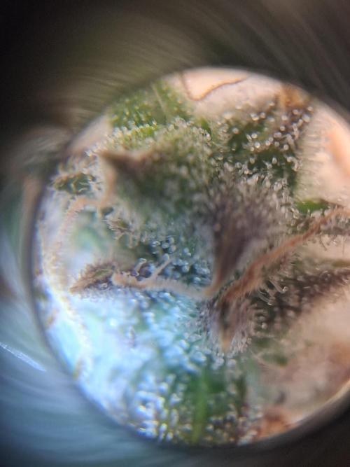 1st indoor grow.. Week 16