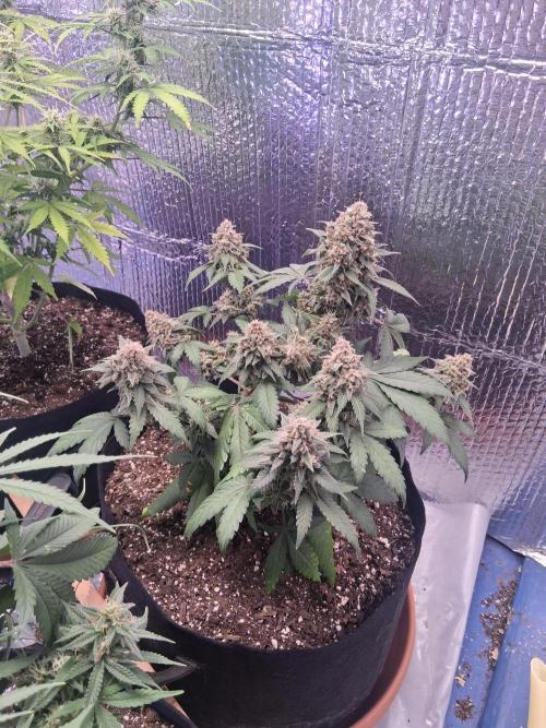 2nd indoor grow. Week 10 - Tropicana Cookies 