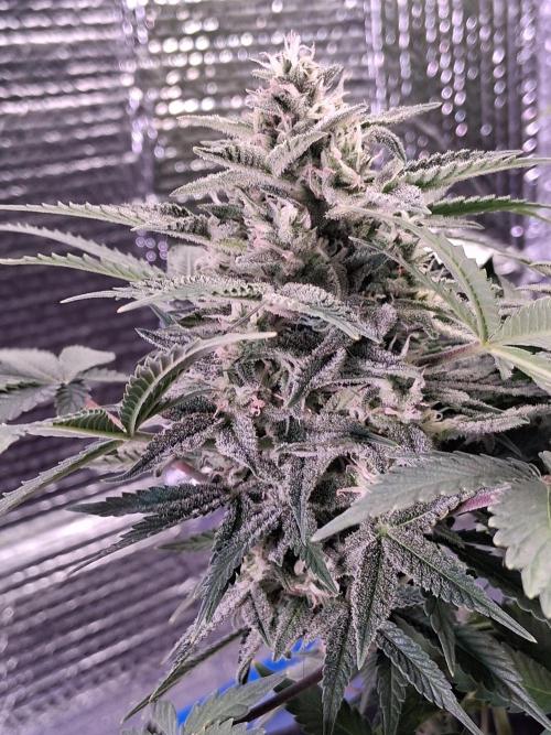 2nd indoor grow. Week 10 - Damn thats Frosty