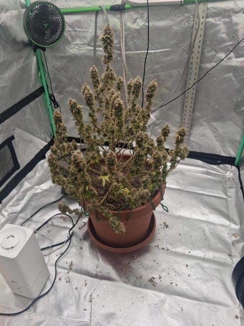 1st indoor grow.. Week 17