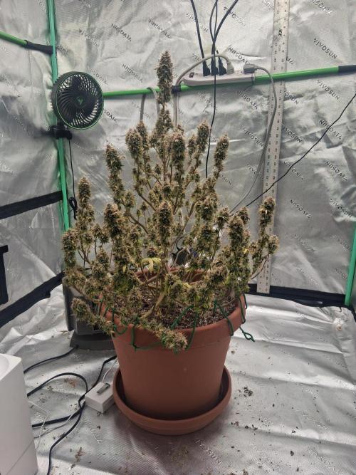 1st indoor grow.. Week 17