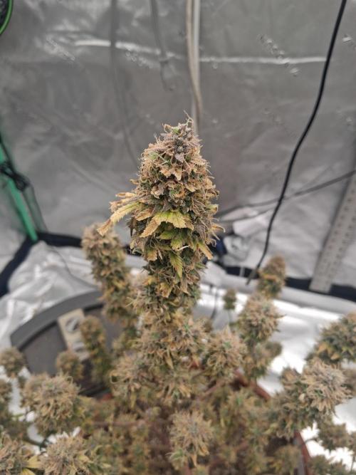 1st indoor grow.. Week 17 - Hard to catch the purple hazy translucent hue