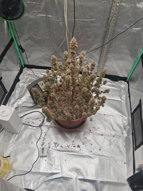 1st indoor grow.. Week 18