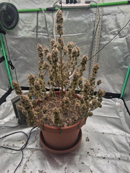 1st indoor grow.. Week 18