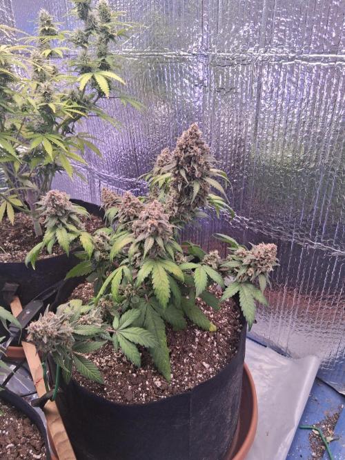 2nd indoor grow. Week 11