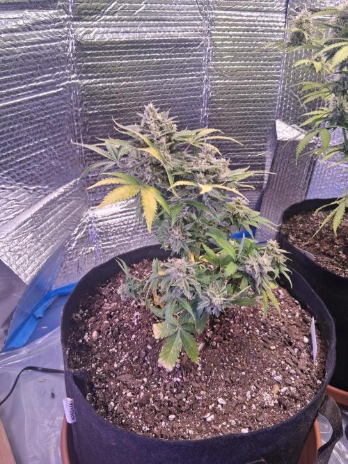 2nd indoor grow. Week 11