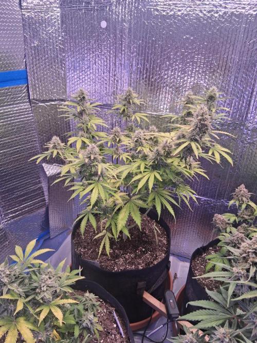 2nd indoor grow. Week 11