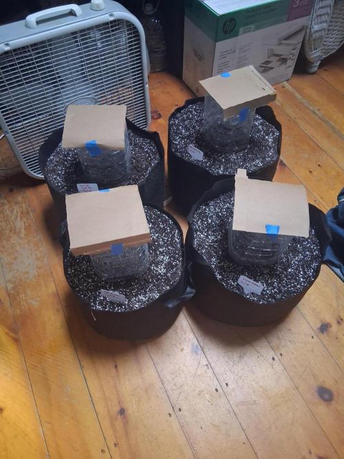 Organic Grow. Week 0