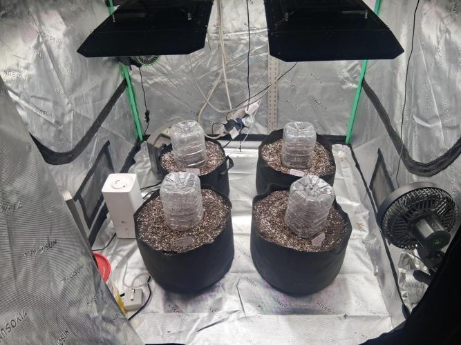 Organic Grow. Week 0