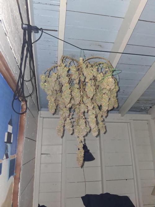 1st indoor grow.. Week 19