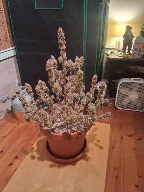 1st indoor grow.. Week 19