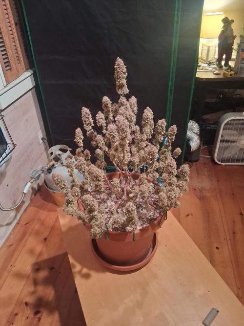 1st indoor grow.. Week 19