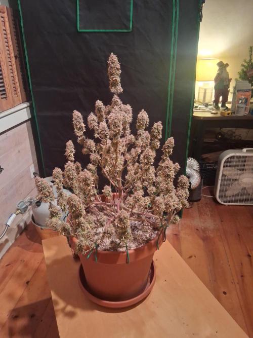 1st indoor grow.. Week 19