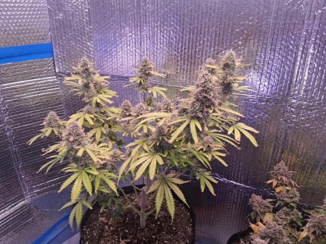 2nd indoor grow. Week 12 - Mystery mix (Strawberry Banana) 