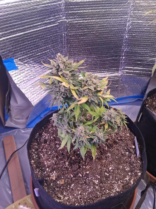 2nd indoor grow. Week 12 - Sour Jealousy 