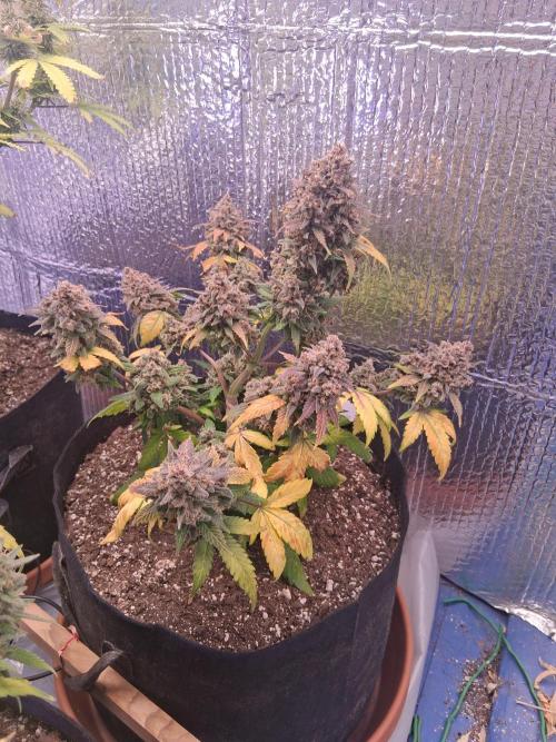 2nd indoor grow. Week 12 - Tropicana Cookies 