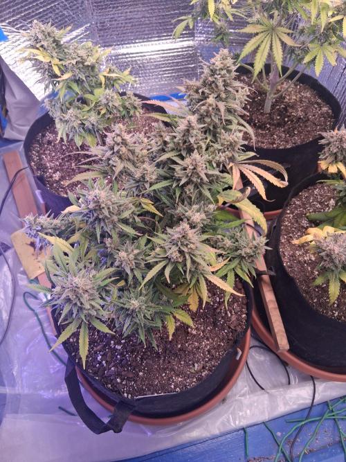 2nd indoor grow. Week 12 - Gorilla Cookies 