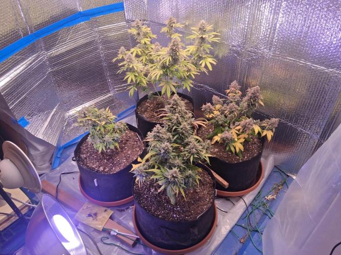 2nd indoor grow. Week 12