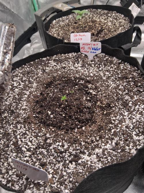 Organic Grow. Week 1 - Mystery mix pack x2