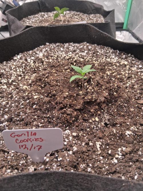 Organic Grow. Week 1 - Gorilla Cookies 